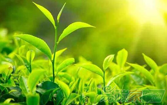 碳減排，跨國公司如何做？